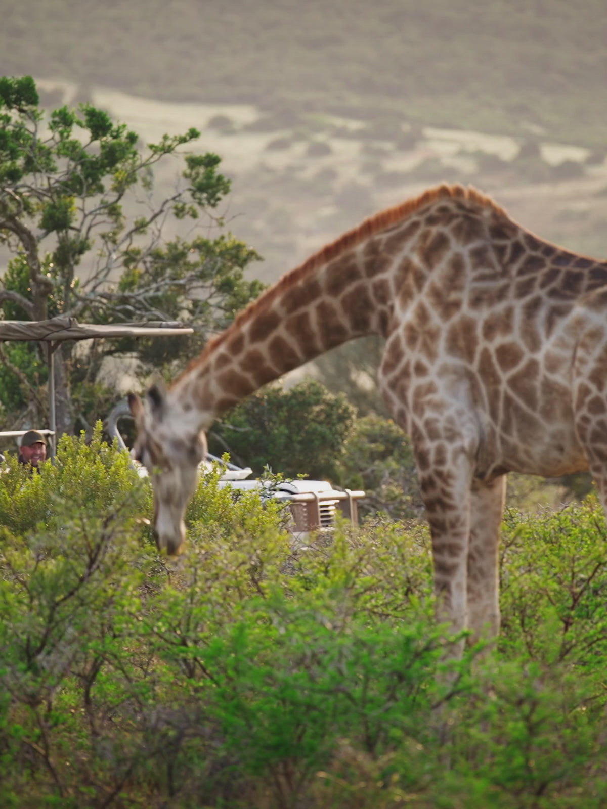 Osmo Pocket 4 captures wildlife